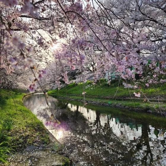 River with cherry blossoms